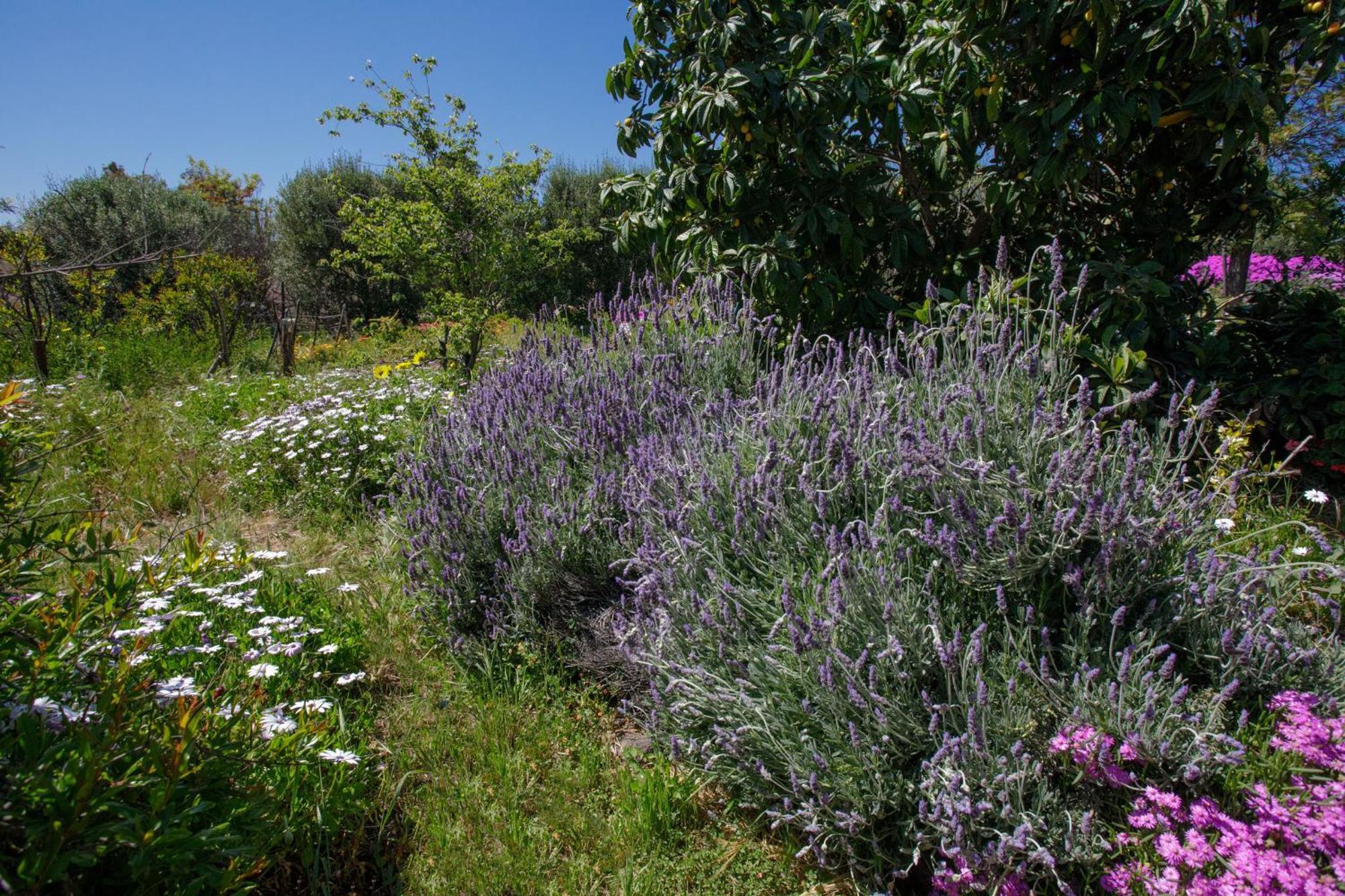 Quinta Maria En La Ruta Del Vino Bed and Breakfast Valle de Guadalupe Exteriör bild